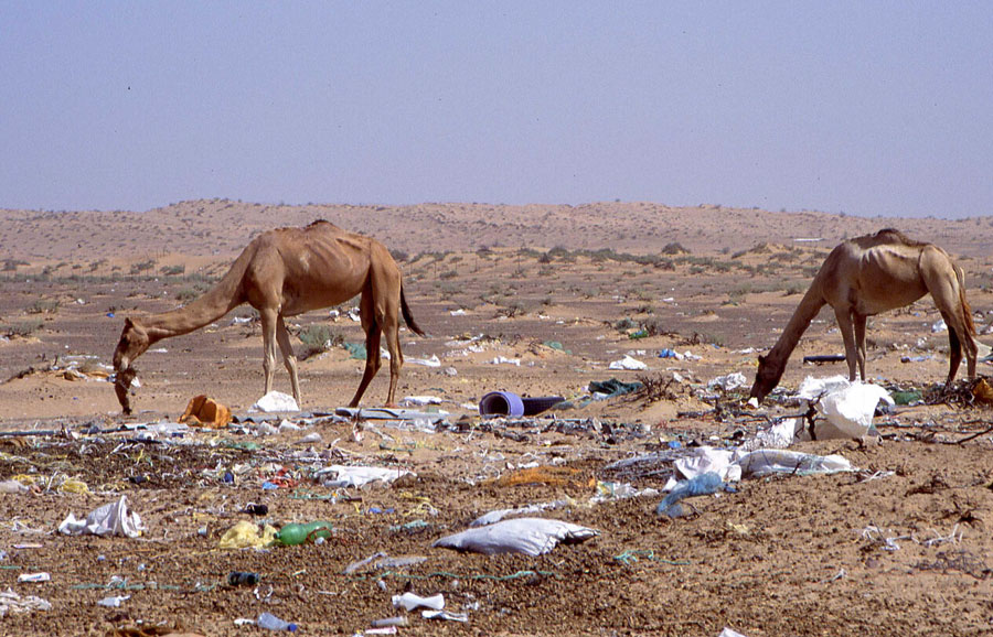 New Study Shows Desert Camels Dying From Ingesting Plastic Bags; Findings Cause Researchers, Others to Call for Radical Shift