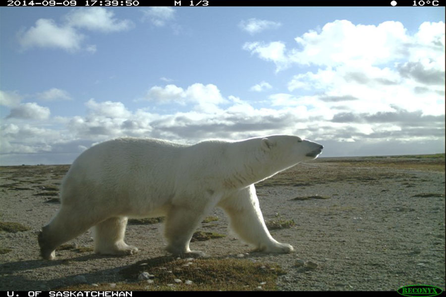 A polar bear captured by a trail camera in Wapusk National Park, Manitoba in 2014. Photo credit: Doug Clark/USask.