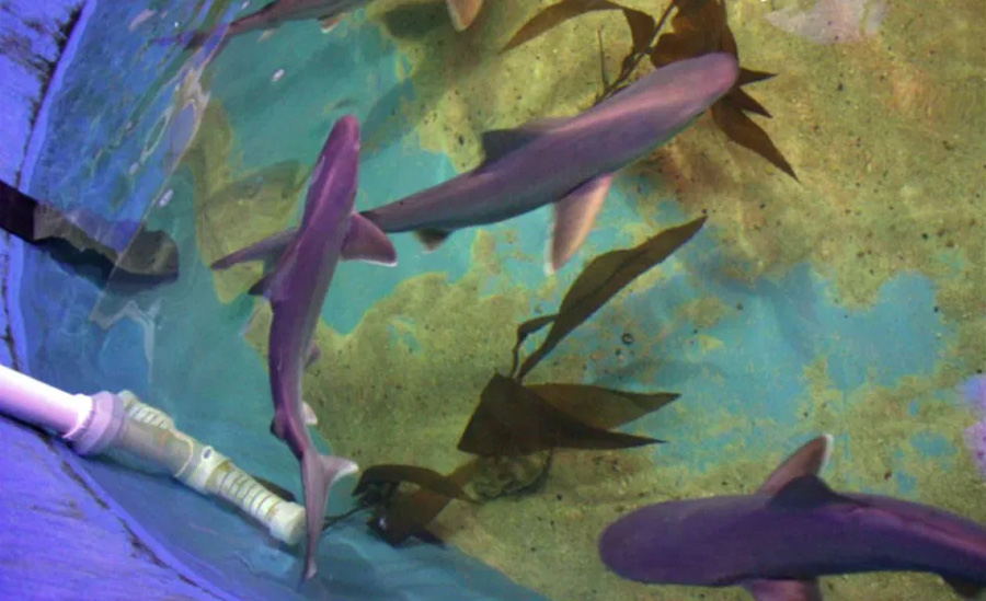 Some of the sharks seized in the plastic pool. Photo: New York State Department of Environmental Conservation