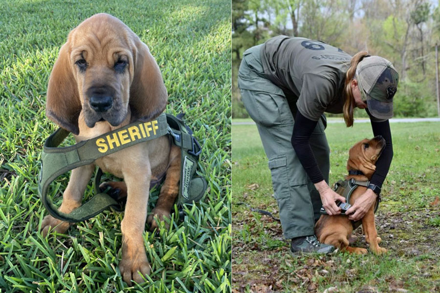  The 10-week-old bloodhound joins Deputy Kelli Covet, as he trains to help search for missing endangered people, such as: children, the elderly, individuals with special needs and individuals living with mental illness. 