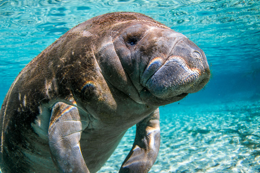 Manatees