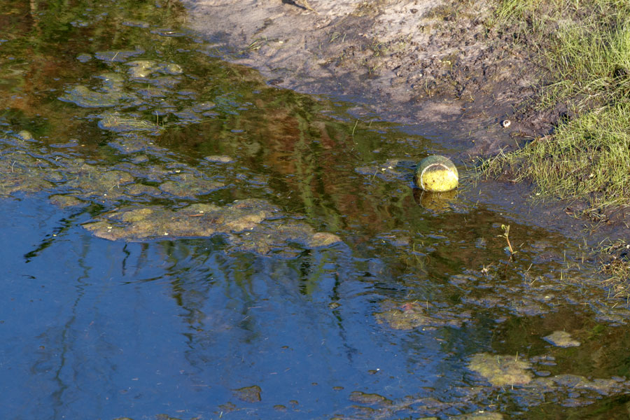 As Toxic Algae, Other Issues Bloom, FL Environmental Secretary Resigns