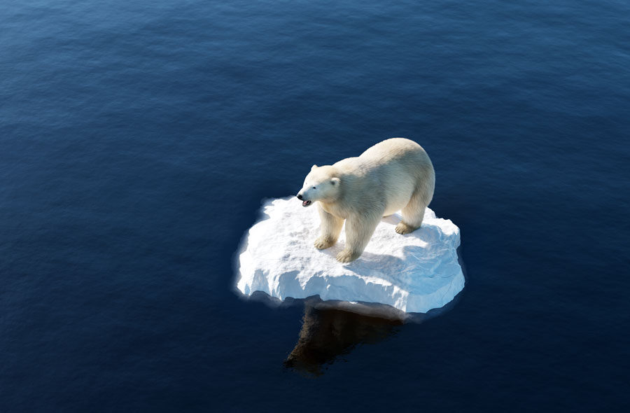 ntrary to environmentalists, the polar bear population (which they claim are an endangered species today due to global warming) has actually increased from around 5,000 in the 1960's to over 25,000 today. Photo credit ShutterStock.com, licensed.