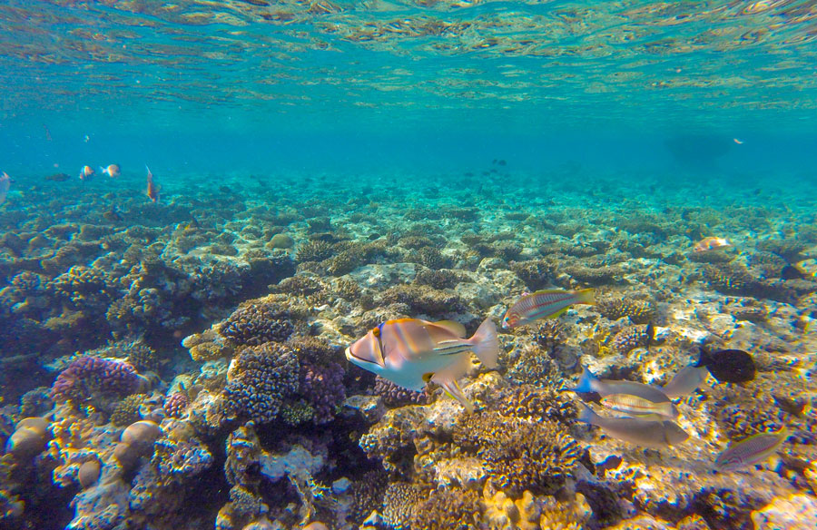 Red Sea’s Coral Reef