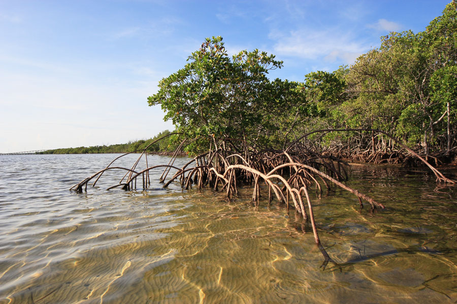 Florida mangroves