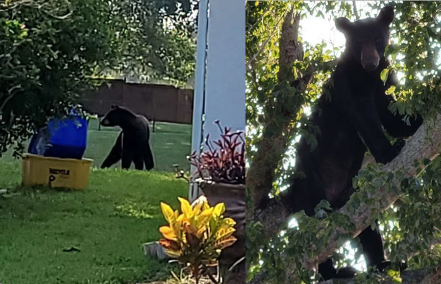 large black bear