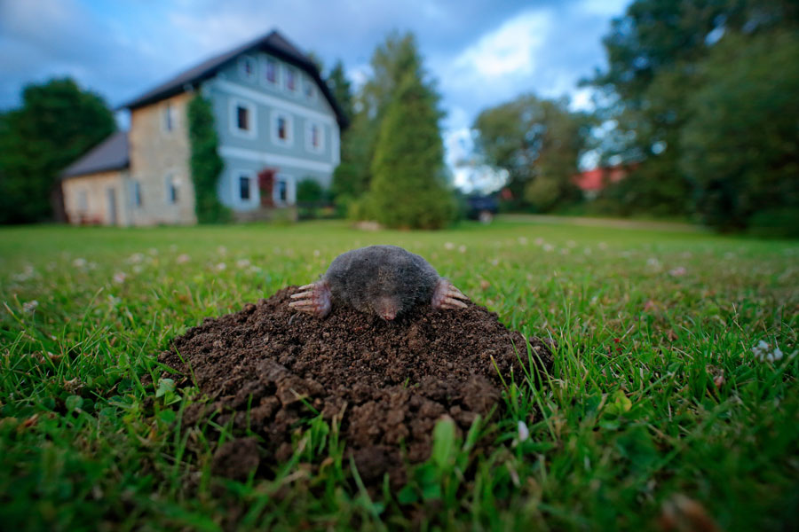 Molehill