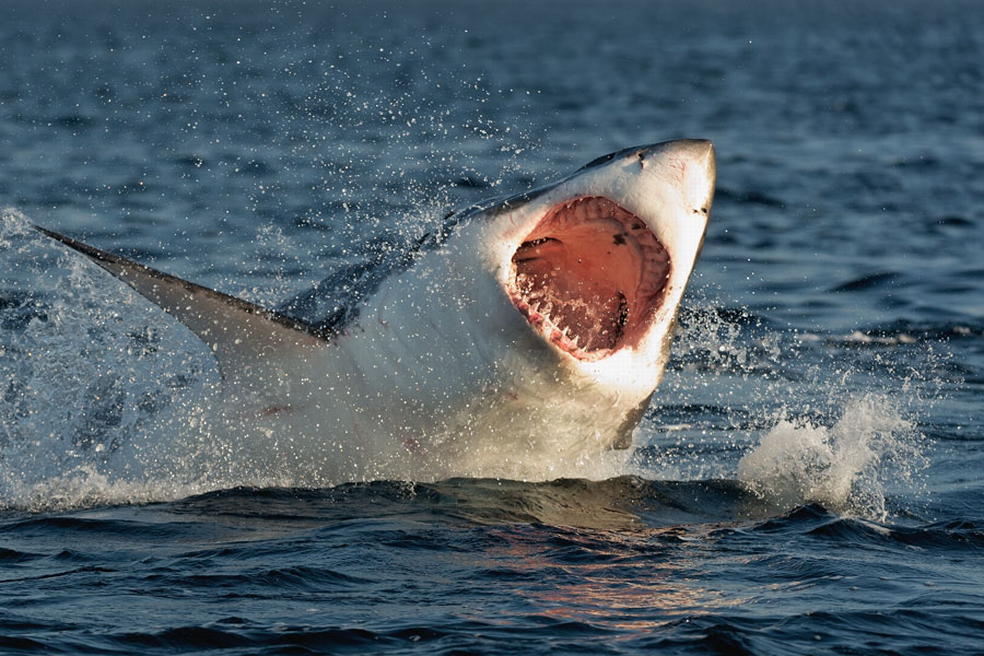 Shark Caught in Argentina