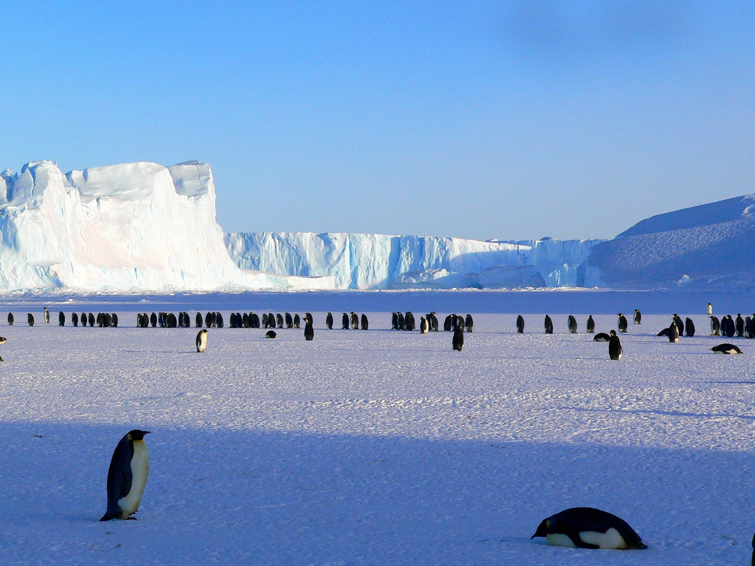 extreme-weather-facilitates-invasive-species-native-animals