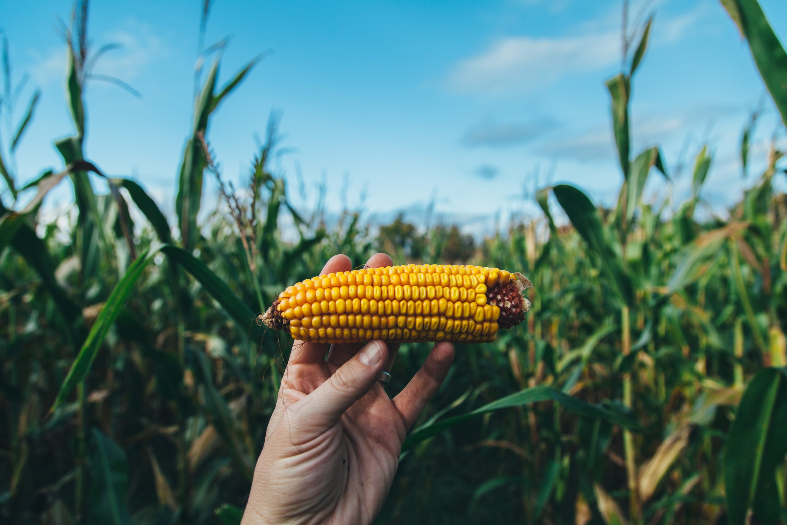 cover-crops-climate-change-profitability-predicament-farmers