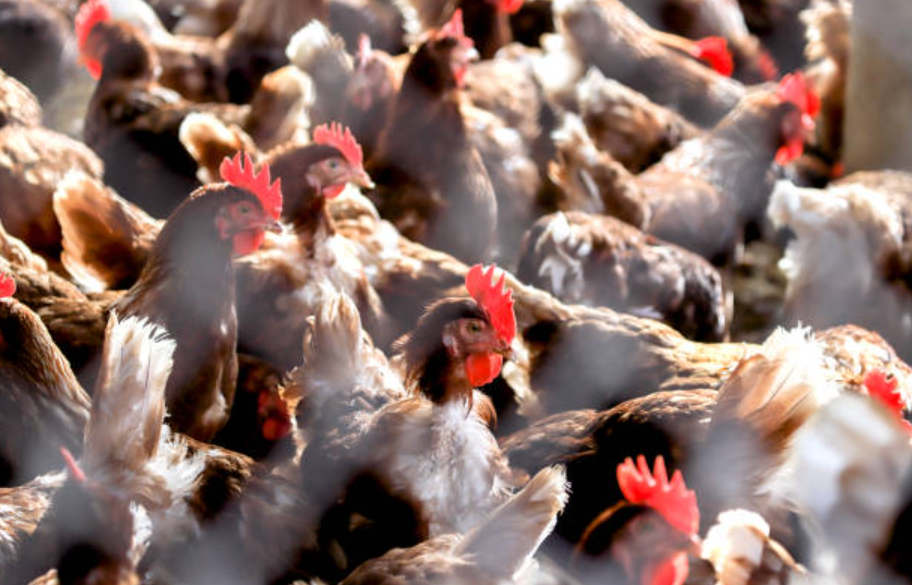 bird-flu-outbreak's-toll-1.35-million-chickens-slated-for-culling-in-ohio