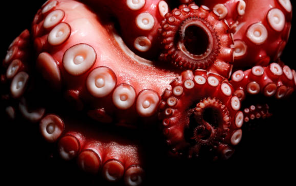 octopus-dna-unravels-geological-mystery-in-accordance-with-scientists-theories