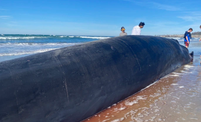 san-diego-beach-shocked-by-arrival-of-52-foot-stranded-fin-whale
