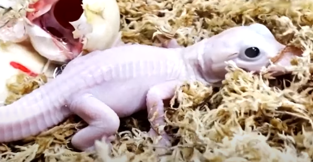 florida-witness-to-a-once-in-a-lifetime-event-birth-of-white-leucistic-gator