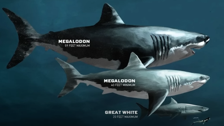 megalodon's-untold-chapter-scientists-uncover-a-groundbreaking-clue-transforming-extinction-theories