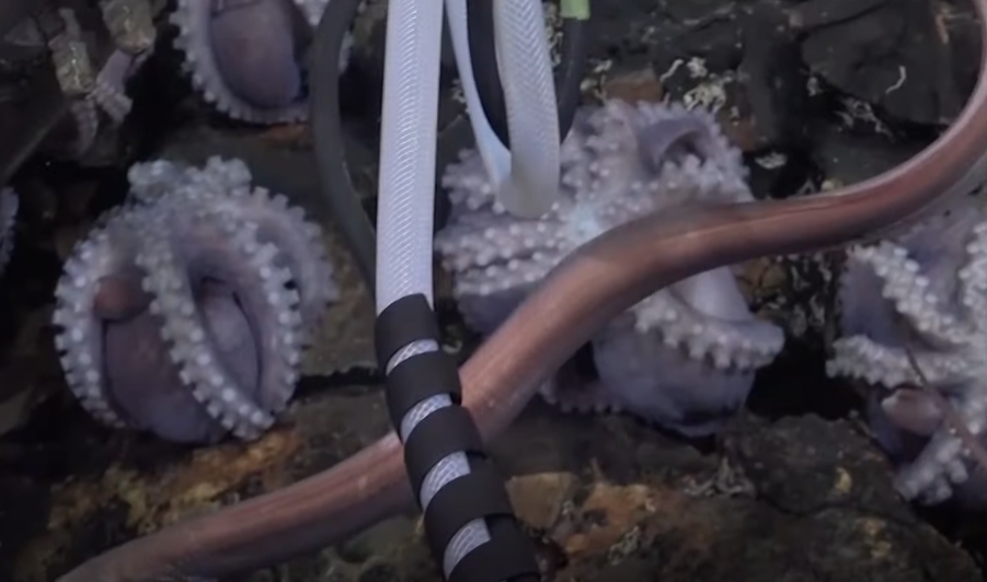 octopus-odyssey-scientists-uncover-four-new-species-in-exciting-find