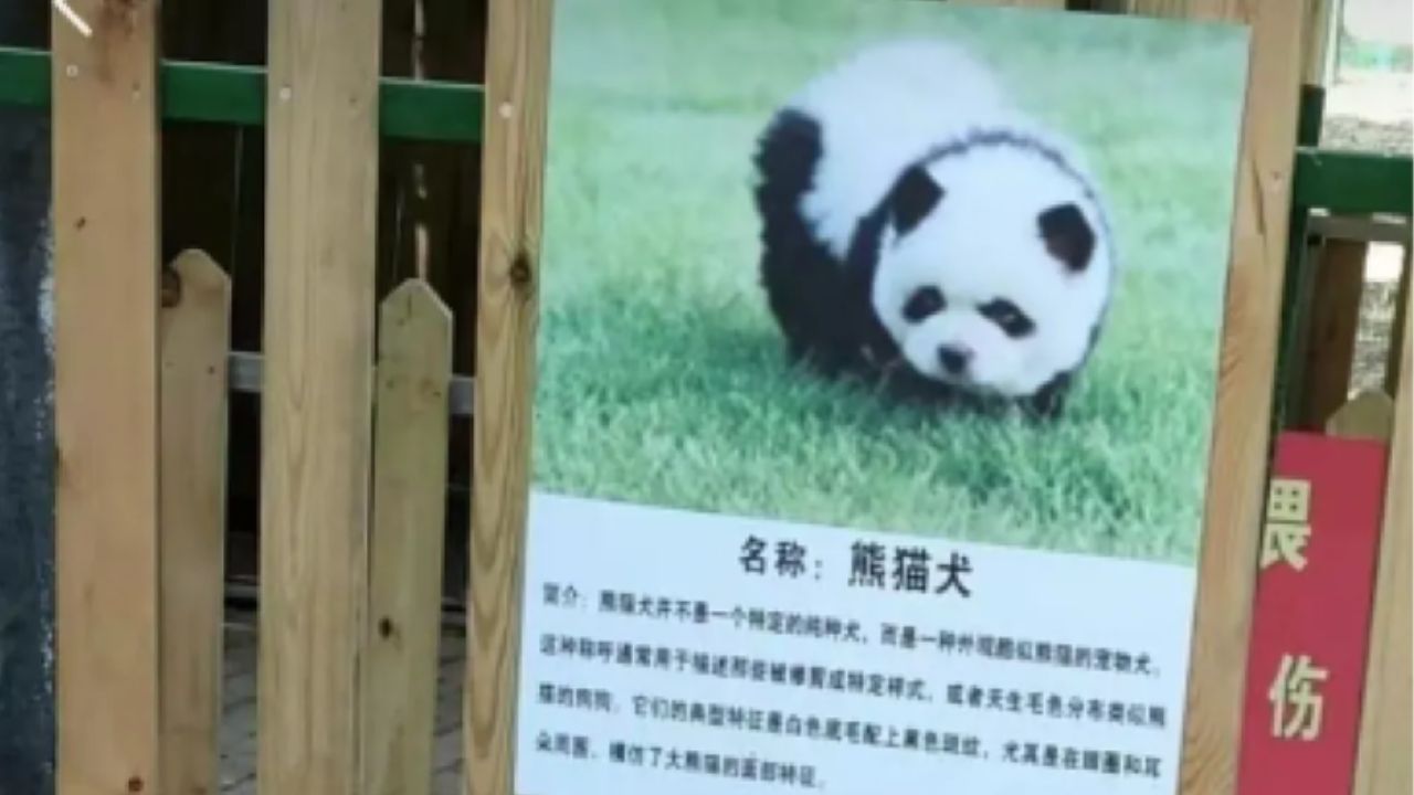 China zoo panda dogs