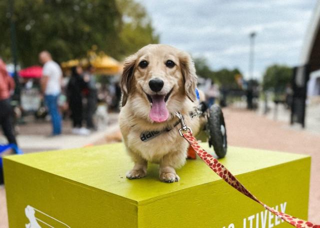 Texas dachshund “wheelie weenie” goes viral showing life on wheels, wiener dog race – The Published Reporter