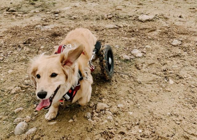 Texas dachshund "wheelie weenie" goes viral showing life on wheels, wiener dog race