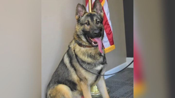 Beloved Missouri K-9 Officer Horus Dies After Being Left in Hot Car Overnight