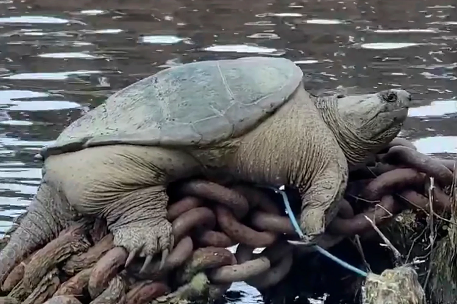Chicago’s Beloved Snapping Turtle “Chonkosaurus” Returns to the River—Bigger and Bolder Than Ever