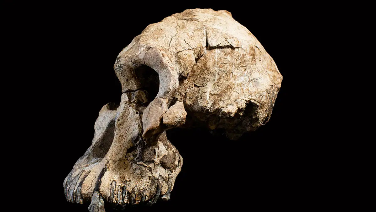 Missing Model’s Skull Found in Soup Pot—But the Real Twist Is the Family Feud