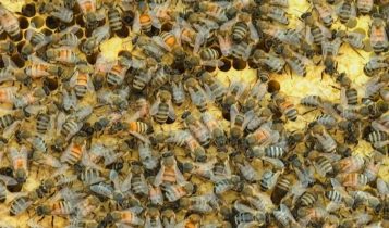 @MapleStWitness – Taken at 10:45 AM on Maple Road showing deputies surrounded by bees